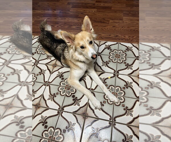 Medium Photo #3 Mutt Puppy For Sale in Oak Bluffs, MA, USA