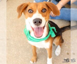 Beagle-English Foxhound Mix Dogs for adoption in Washington, DC, USA