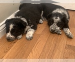 Small Photo #7 Australian Cattle Dog-Border Collie Mix Puppy For Sale in ODIN, IL, USA