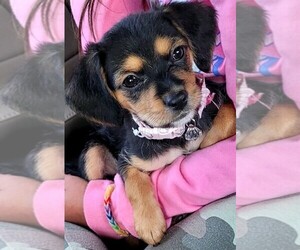 Chorkie Puppy for sale in MARIETTA, GA, USA