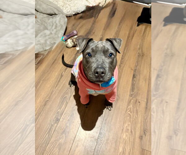 Medium Photo #12 American Pit Bull Terrier-Unknown Mix Puppy For Sale in Boston, MA, USA