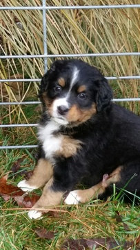 Medium Photo #1 Bernese Mountain Dog Puppy For Sale in VANDALIA, OH, USA