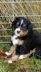 Small Photo #1 Bernese Mountain Dog Puppy For Sale in VANDALIA, OH, USA