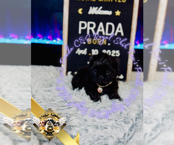 Medium Photo #4 Shih Tzu Puppy For Sale in ATHENS, GA, USA