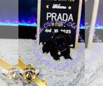 Small #3 Shih Tzu