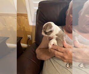 Boston Terrier Puppy for sale in GAFFNEY, SC, USA