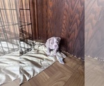 Small #3 American Bully