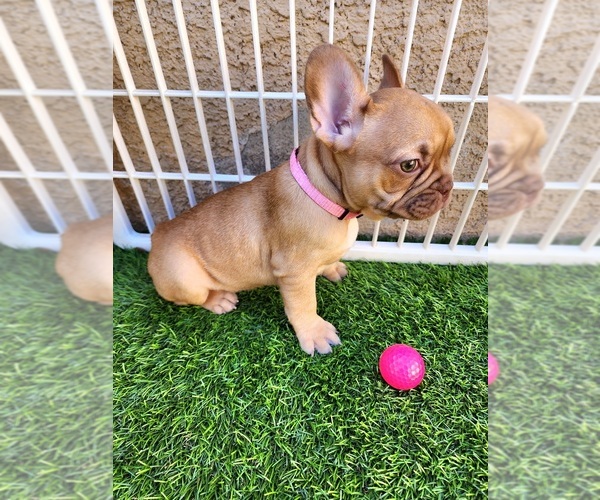 Medium Photo #21 French Bulldog Puppy For Sale in LAS VEGAS, NV, USA