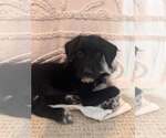 Small Photo #2 Mutt Puppy For Sale in Mount Pleasant, SC, USA