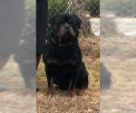 Small Photo #7 Rottweiler Puppy For Sale in ANTIOCH, CA, USA
