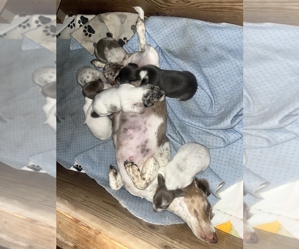 Medium Photo #148 Dachshund Puppy For Sale in LAKEBAY, WA, USA