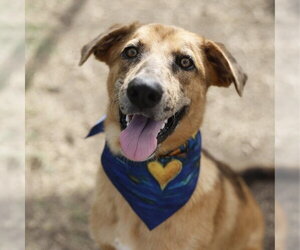 German Shepherd Dog-Unknown Mix Dogs for adoption in San Antonio, TX, USA