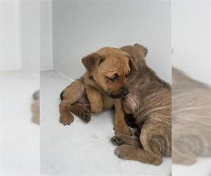 German Shepherd Dog Dogs for adoption in Houston, TX, USA