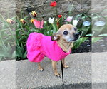 Small Chihuahua