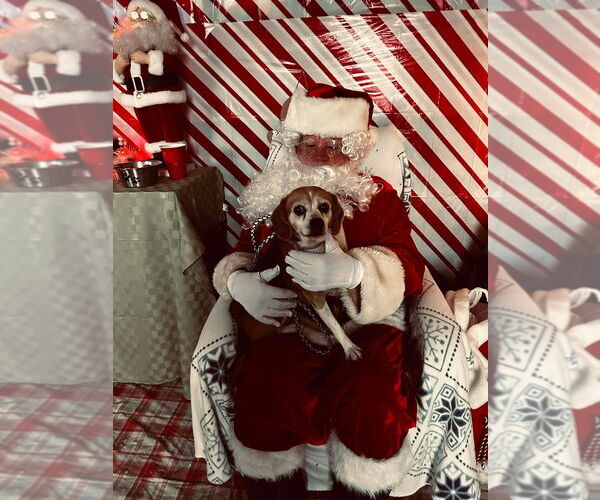 Medium Photo #2 Beagle Puppy For Sale in Foristell, MO, USA