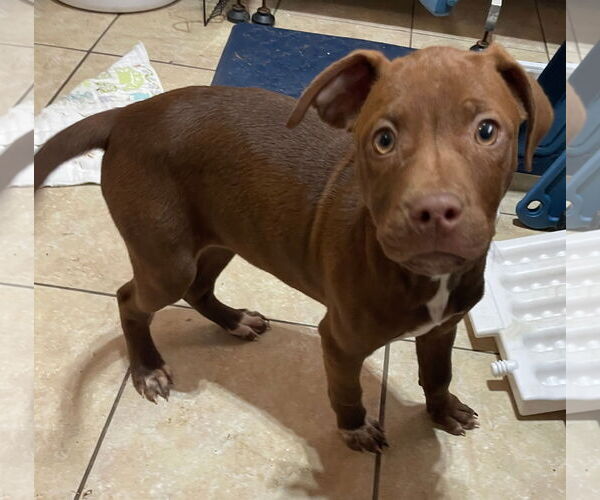 Medium Photo #2 Mutt Puppy For Sale in Tracy City, TN, USA