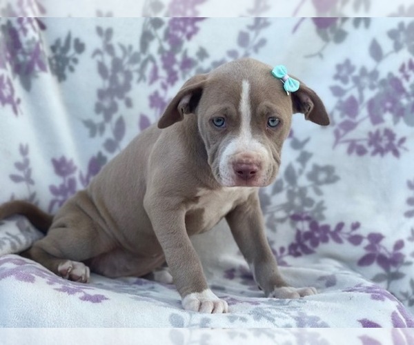 Medium Photo #6 American Bully Puppy For Sale in LAKELAND, FL, USA