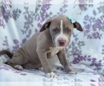 Small Photo #6 American Bully Puppy For Sale in LAKELAND, FL, USA