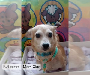 Chihuahua-Unknown Mix Dogs for adoption in Virginia Beach, VA, USA