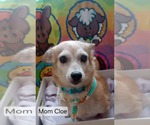 Small Chihuahua Mix