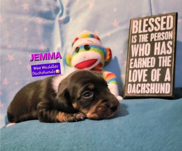 Medium Photo #2 Dachshund Puppy For Sale in WALLACE, CA, USA