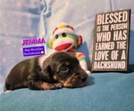 Small Photo #7 Dachshund Puppy For Sale in WALLACE, CA, USA