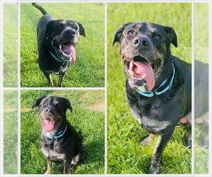 Labrottie Dogs for adoption in Westminster, MD, USA