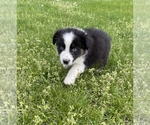 Small Photo #11 Australian Shepherd Puppy For Sale in EXETER, MO, USA