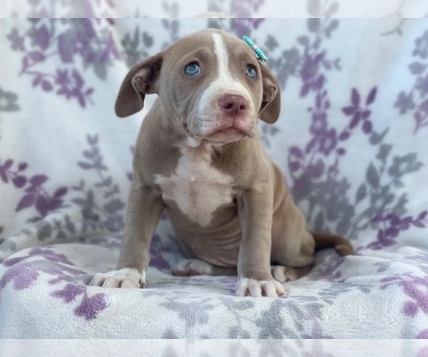 Medium Photo #16 American Bully Puppy For Sale in LAKELAND, FL, USA