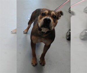 Mutt Dogs for adoption in Fayetteville, NC, USA