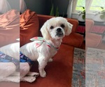 Small Shih Tzu Mix