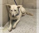 CELESTE - Female German Shepherd Dog-Unknown Mix Dog for Adoption - Small photo