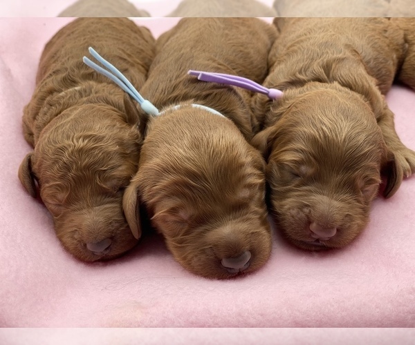 Medium Photo #14 Goldendoodle Puppy For Sale in KISSIMMEE, FL, USA
