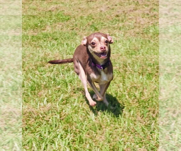 Medium Photo #3 Chihuahua-Unknown Mix Puppy For Sale in Caribou, ME, USA