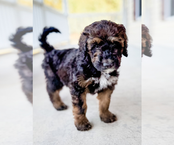 Medium Photo #3 Bernedoodle Puppy For Sale in MOULTON, AL, USA