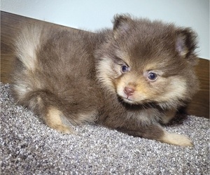 Pomeranian Puppy for Sale in ORRVILLE, Ohio USA