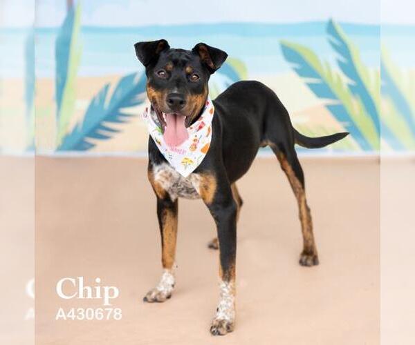 Medium Photo #1 Doberman Pinscher-Unknown Mix Puppy For Sale in Conroe, TX, USA