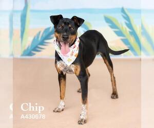Doberman Pinscher-Unknown Mix Dogs for adoption in Conroe, TX, USA