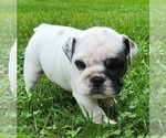 Small Photo #2 English Bulldog Puppy For Sale in WEST PLAINS, MO, USA