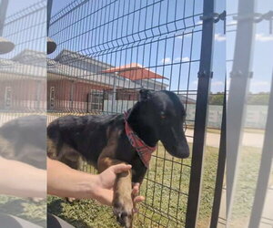 Tom Cruise - Located in TX - Male Mutt Dog for Adoption - Photo #4