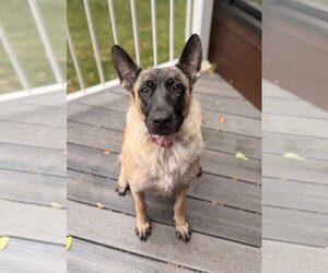 German Shepherd Dog-Unknown Mix Dogs for adoption in St. Louis Park, MN, USA
