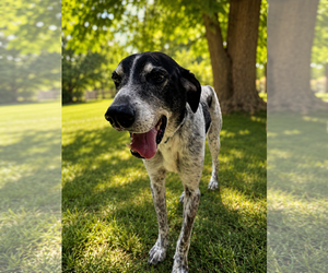 German Shorthaired Pointer-Unknown Mix Dogs for adoption in Macon, MO, USA