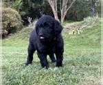 Puppy Blacky Aussiedoodle