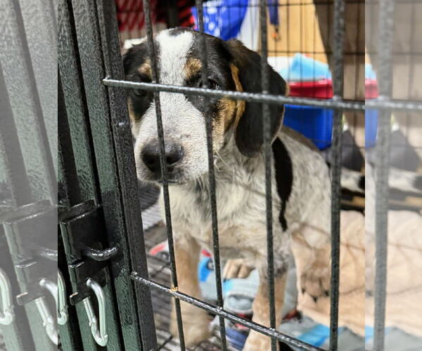 Medium Photo #7 Labbe Puppy For Sale in GILBERTS, IL, USA