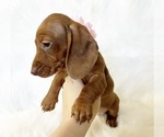 Small #7 Dachshund