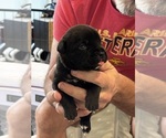 Small Photo #33 Cane Corso Puppy For Sale in REEVESVILLE, SC, USA