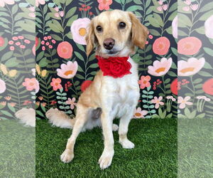 Chihuahua-Cocker Spaniel Mix Dogs for adoption in Corona, CA, USA