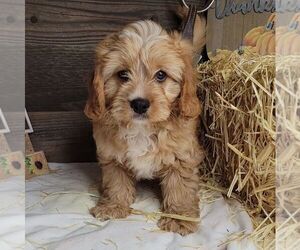 Cavalier King Charles Spaniel-Poodle (Toy) Mix Puppy for sale in JASONVILLE, IN, USA