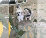 Small #4 Maltese Mix