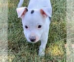 Small Photo #4 Rat Terrier Puppy For Sale in FREDERICKSBG, OH, USA